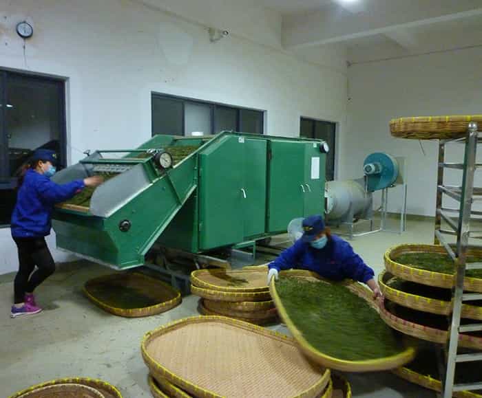 溧陽白茶比安吉白茶好嗎？